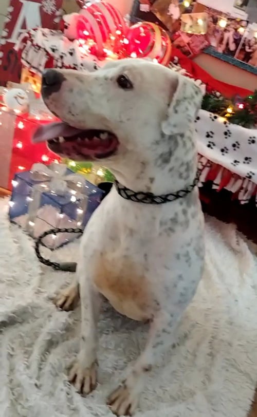 XENA - Boxer available for adoption
