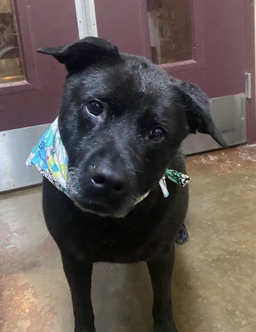 DELILAH - Black Labrador Retriever available for adoption