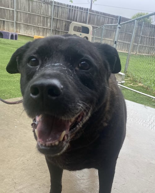 DELILAH - Black Labrador Retriever available for adoption