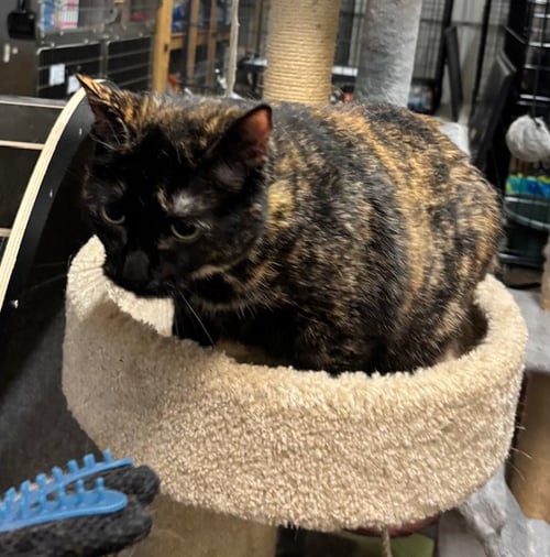 SABINE - Tortoiseshell available for adoption