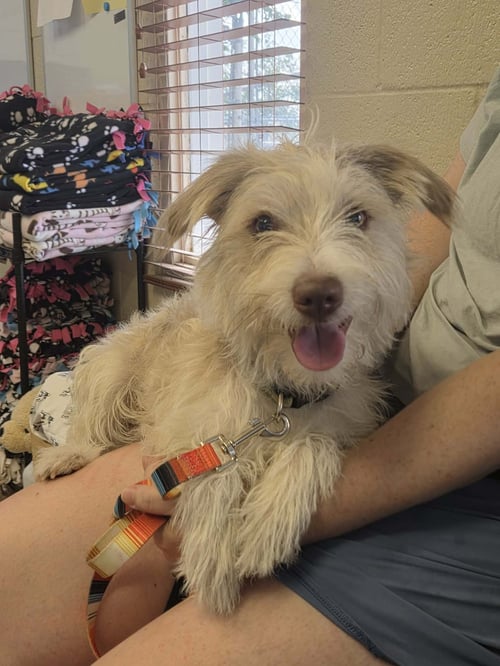 DAVEY - Schnauzer available for adoption