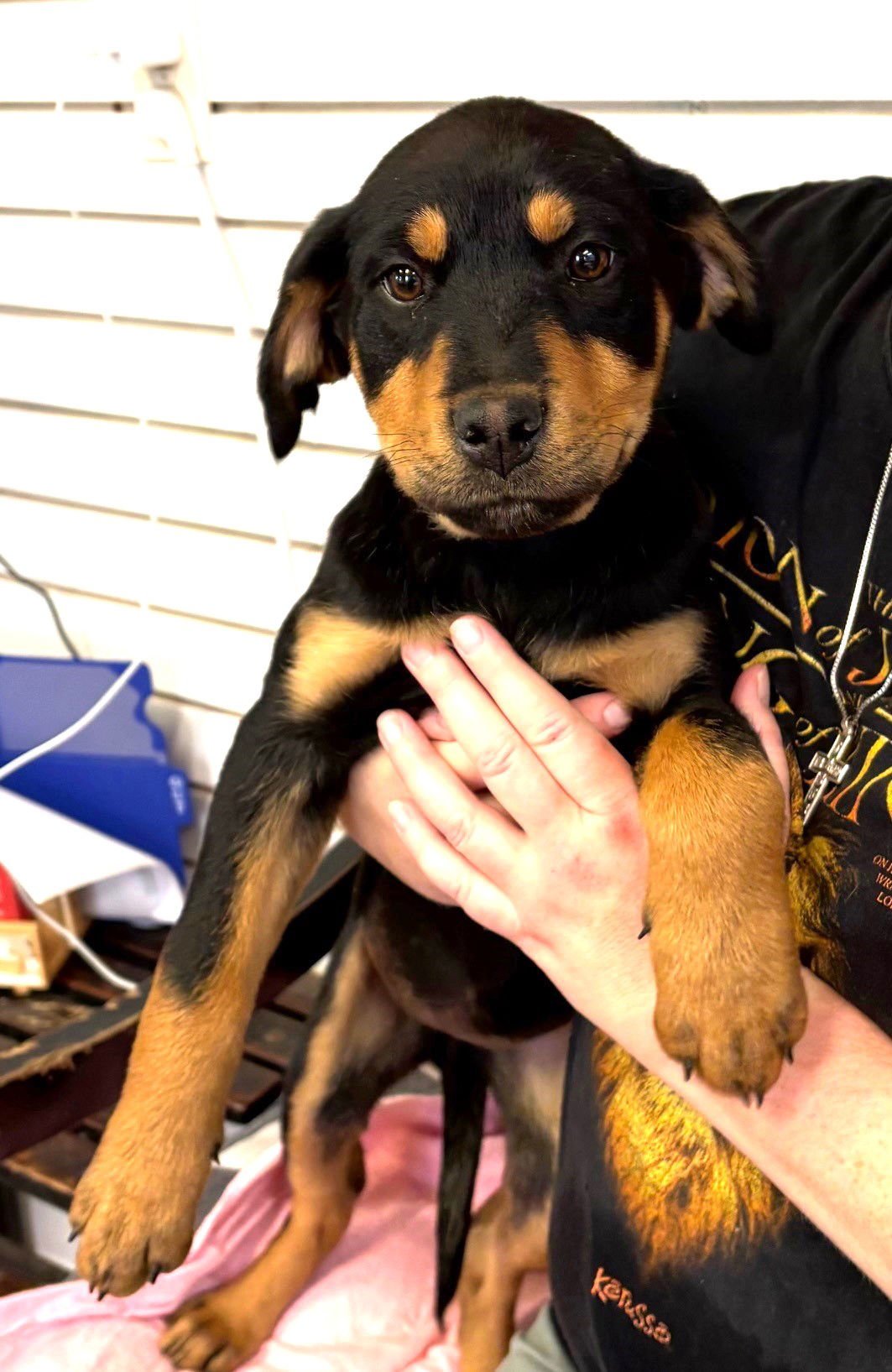 LUCY - Rottweiler available for adoption