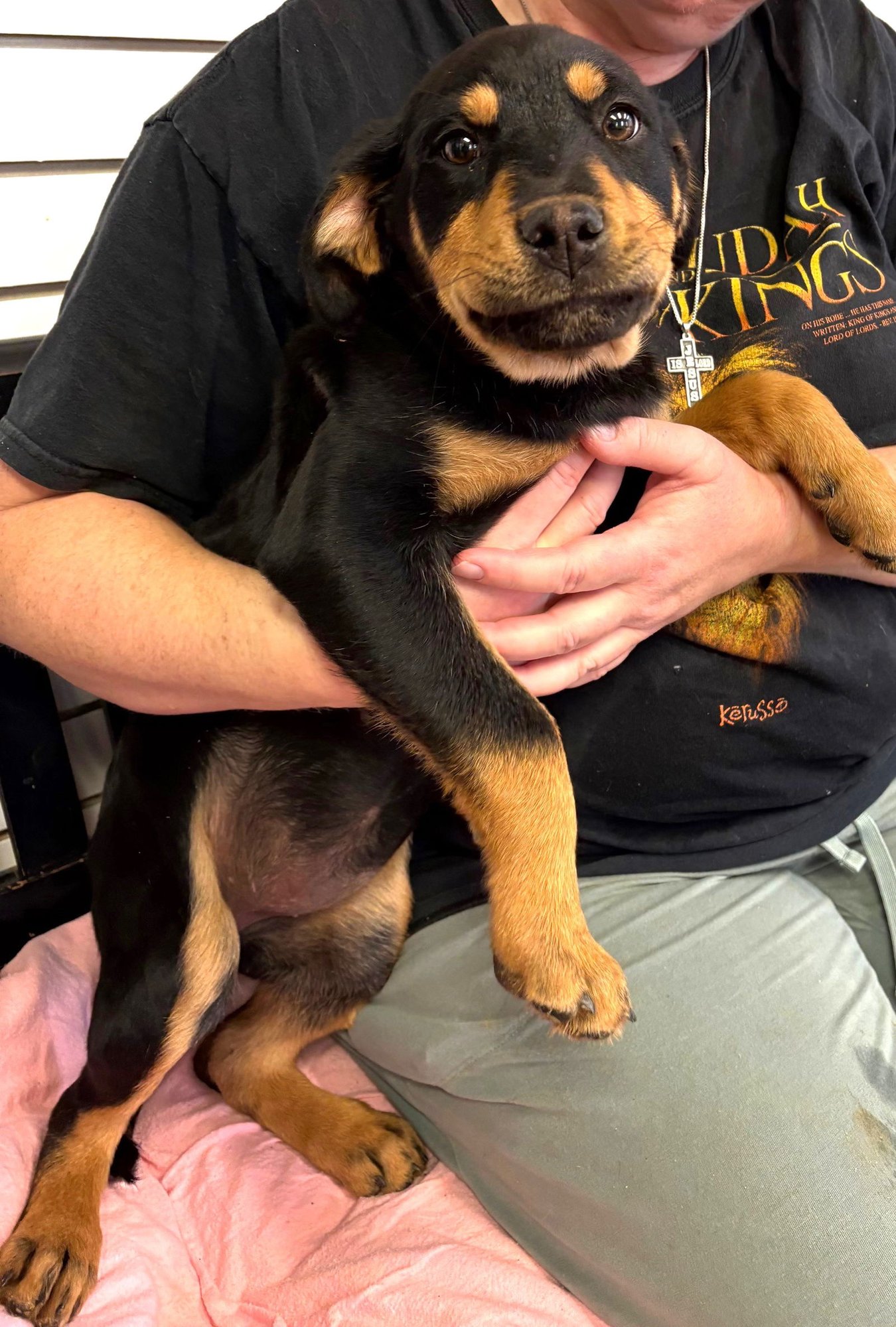 LUCY - Rottweiler available for adoption