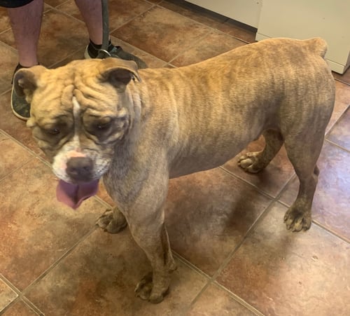 DIESEL - English Bulldog available for adoption
