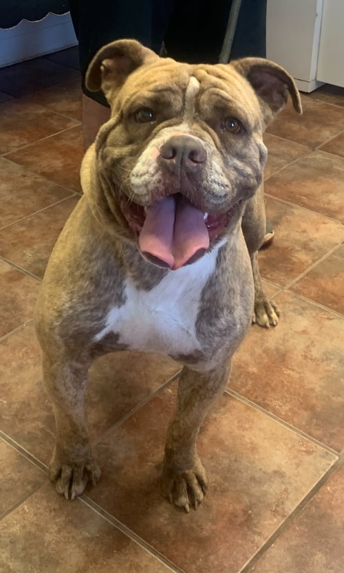 DIESEL - English Bulldog available for adoption