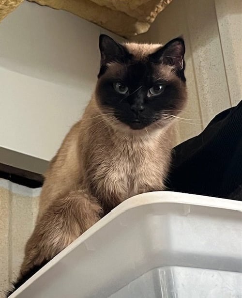 NALA - Siamese available for adoption