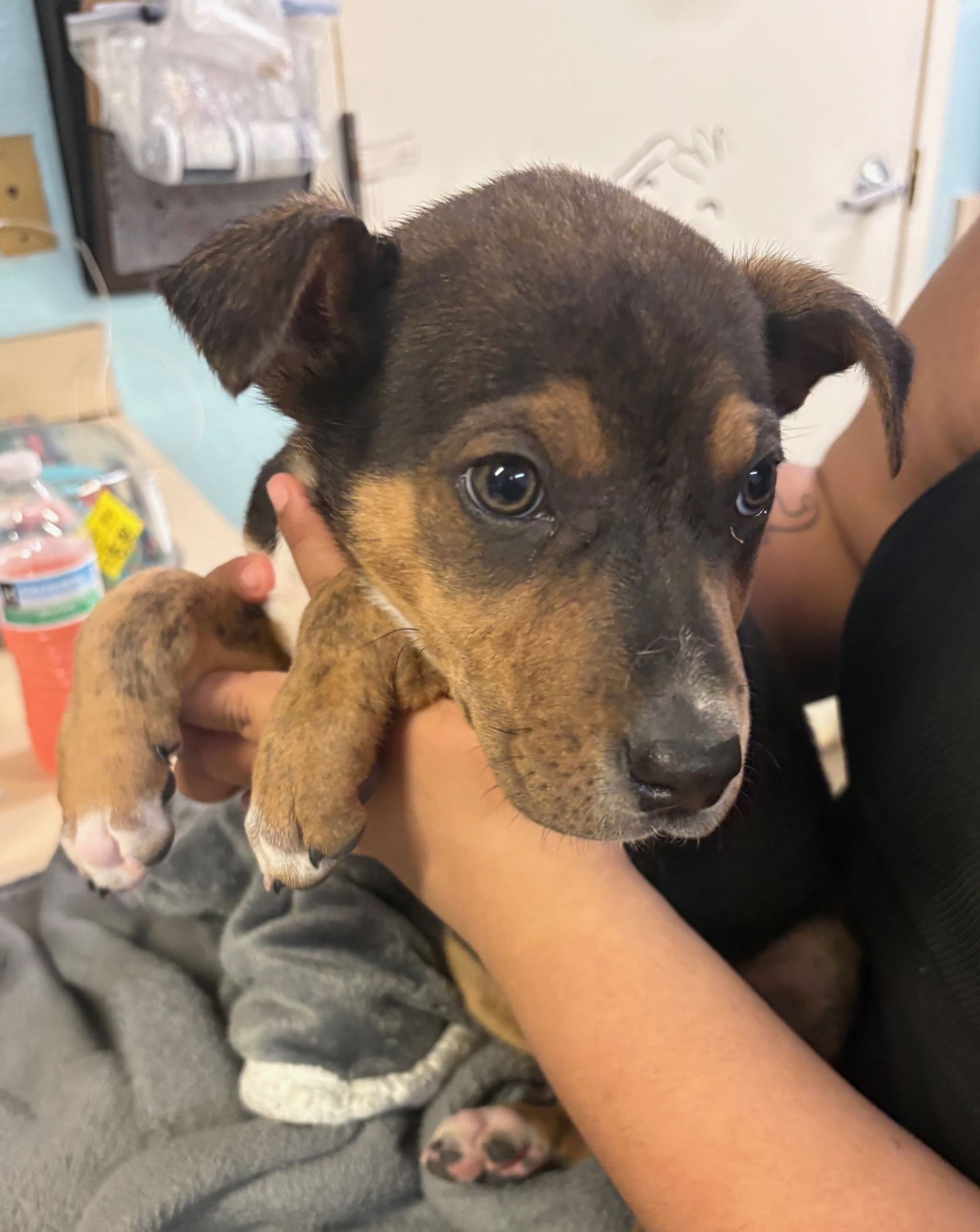 OZZY - Rottweiler / Anatolian Shepherd available for adoption