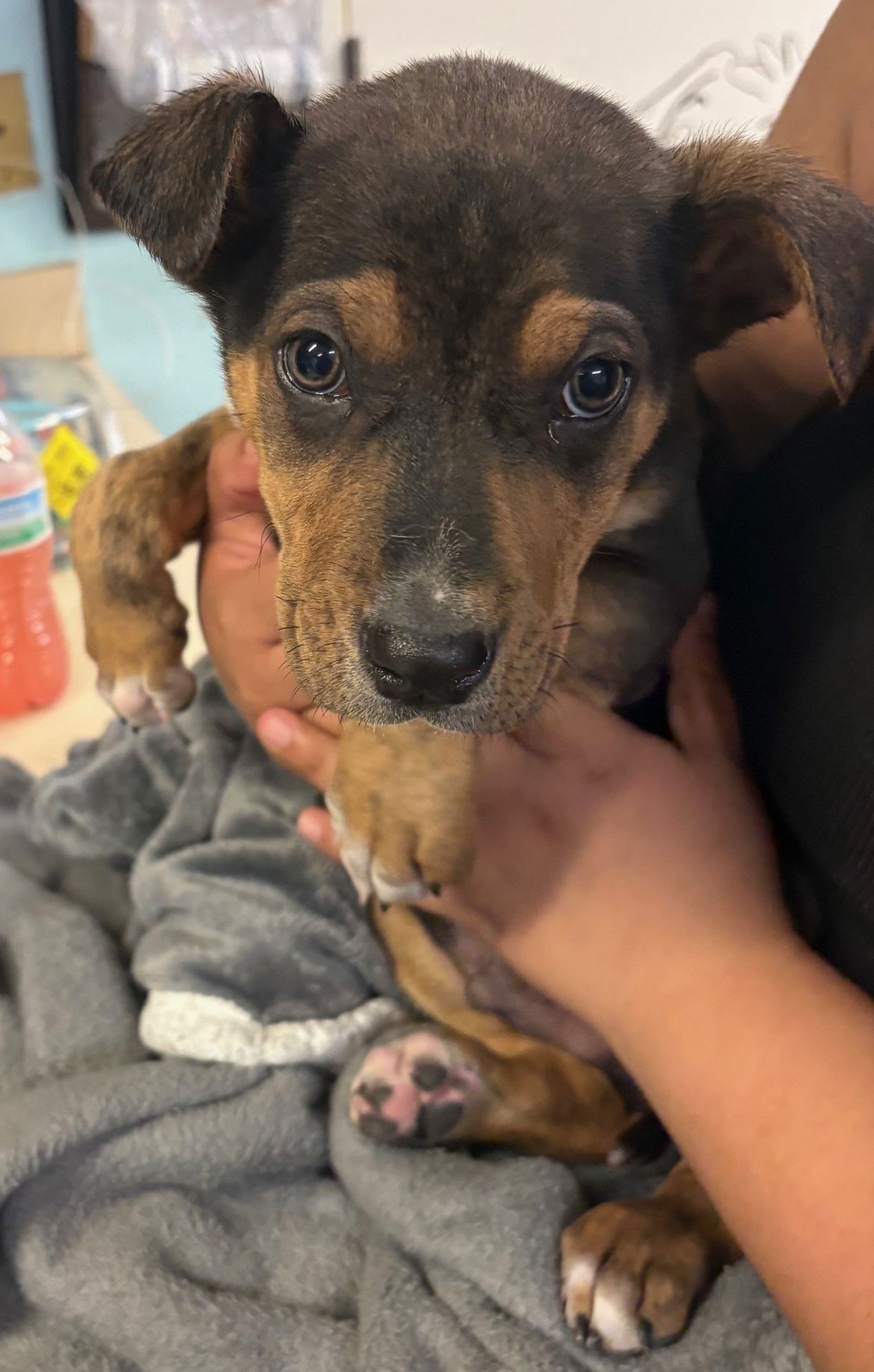 OZZY - Rottweiler / Anatolian Shepherd available for adoption