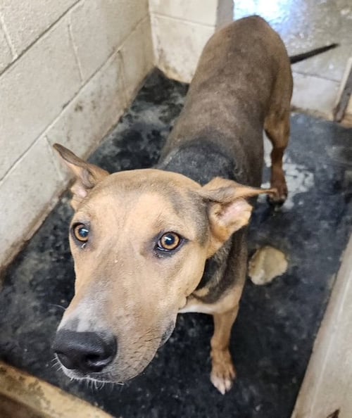 OZZY - Doberman Pinscher / Anatolian Shepherd available for adoption