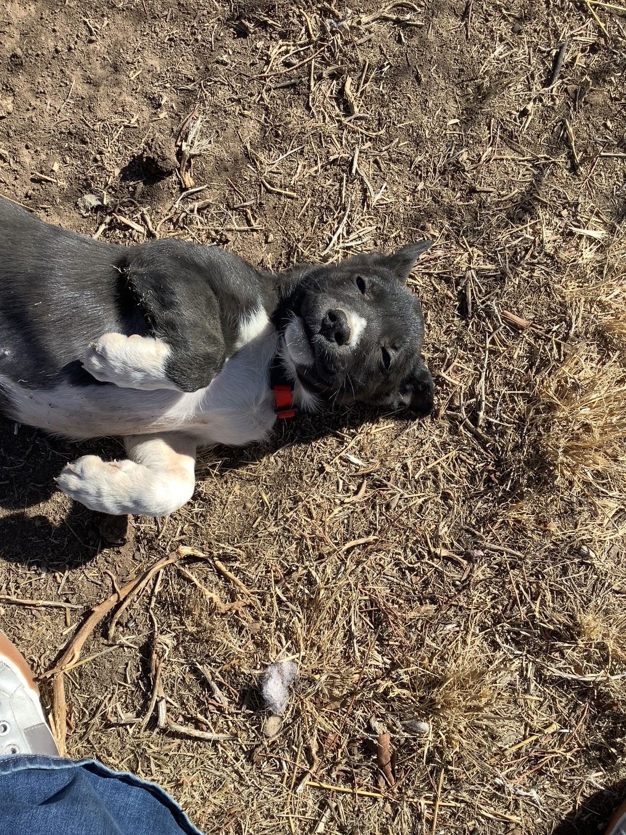 CALYPSO - Siberian Husky / Pit Bull Terrier available for adoption