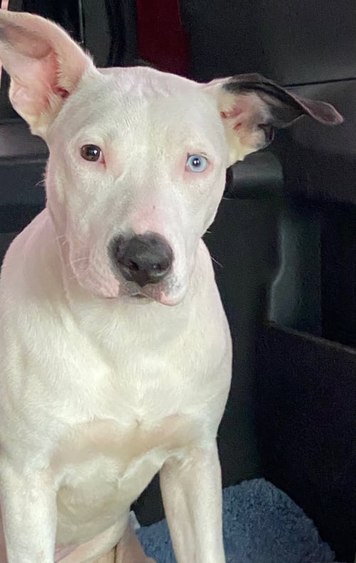 PAIGE - Labrador Retriever / American Staffordshire Terrier available for adoption