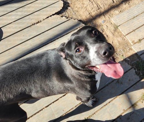 WELLINGTON - Labrador Retriever available for adoption