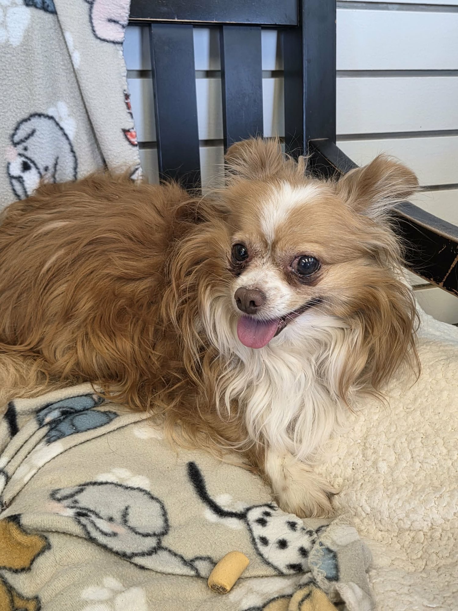 CHICO - Chihuahua available for adoption