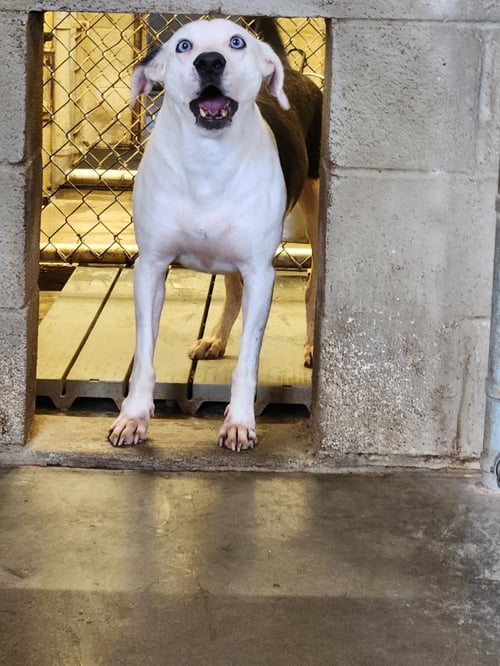 SKYE - American Pit Bull Terrier available for adoption