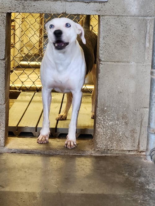SKYE - American Pit Bull Terrier available for adoption