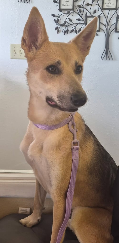 MORGAN - German Shepherd Dog available for adoption