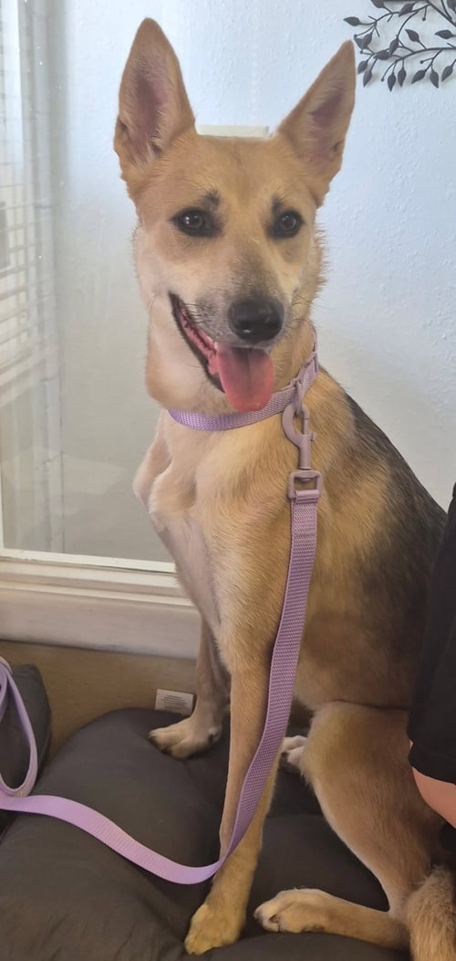 MORGAN - German Shepherd Dog available for adoption