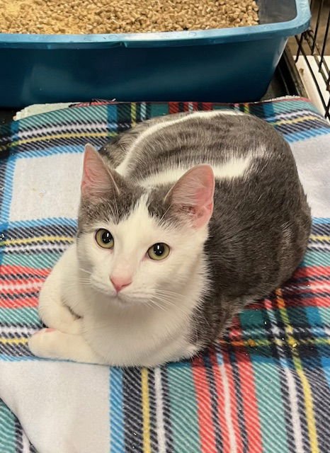 SUSHI - Tabby available for adoption