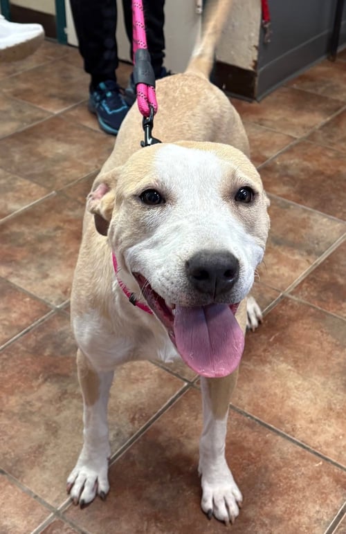PALOMA - Boxer available for adoption