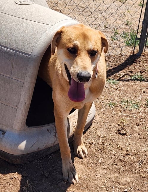 ROSIE - Labrador Retriever / Golden Retriever available for adoption