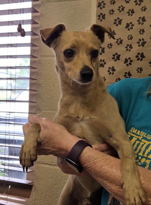 BLITZEN - Chihuahua available for adoption