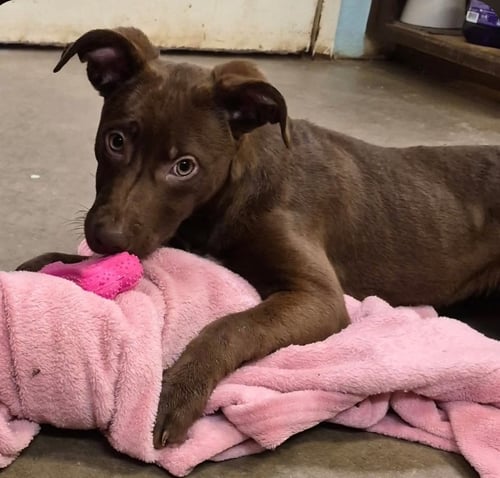 MAPLE - Labrador Retriever available for adoption