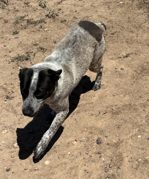 SLATE - Australian Cattle Dog/Blue Heeler available for adoption