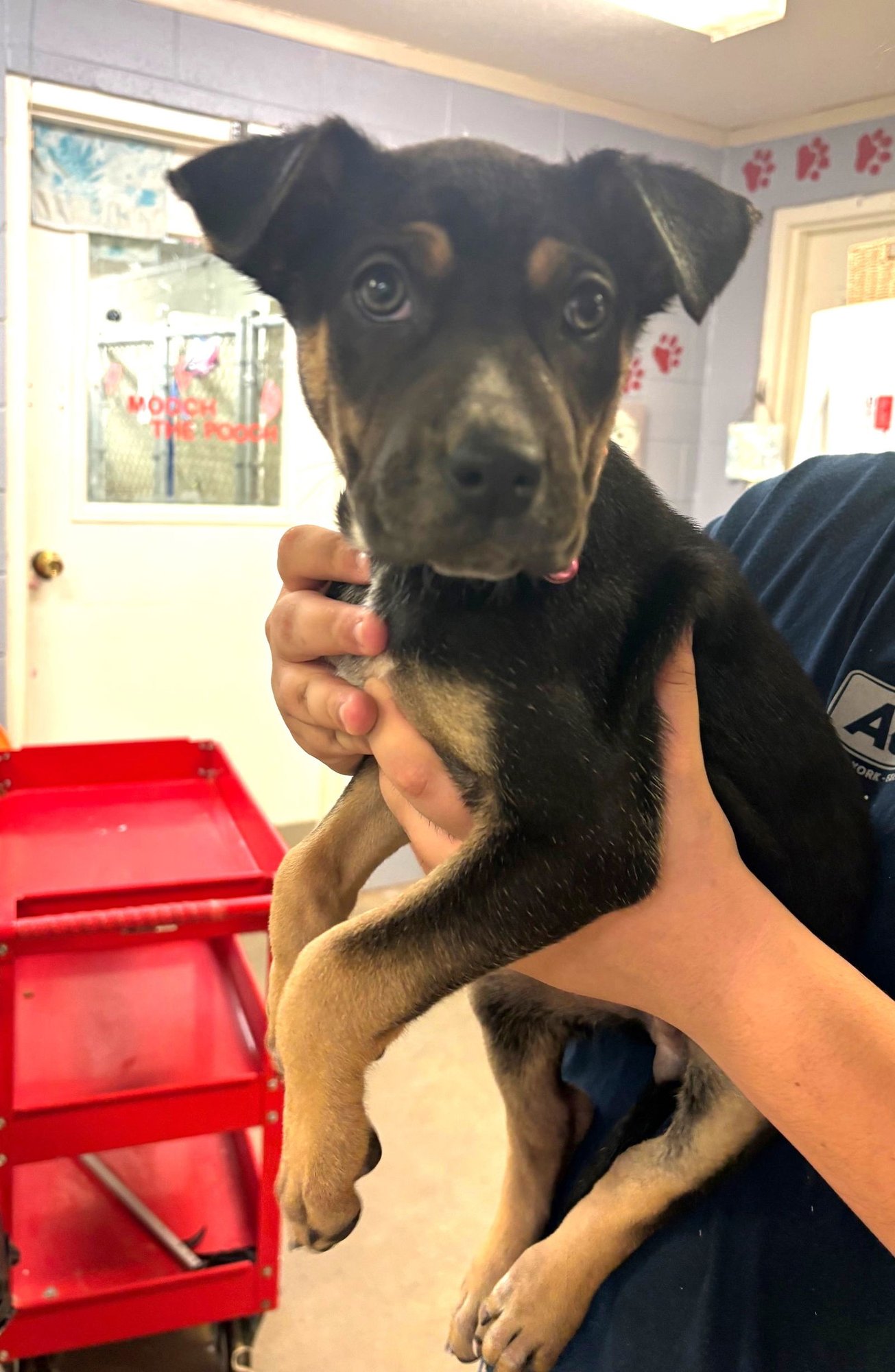 LAYA - Rottweiler / Australian Shepherd available for adoption