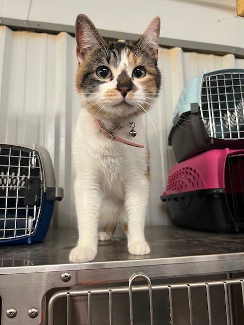 KCAL - Calico available for adoption