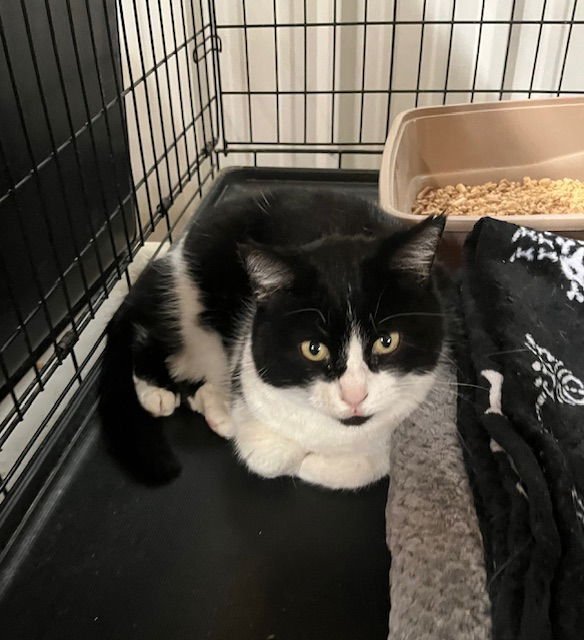 MISS KITTY - Tuxedo available for adoption