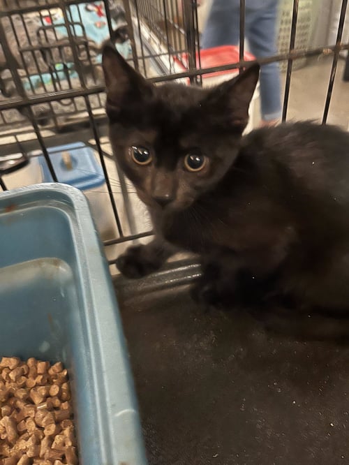COSTELLO - Domestic Medium Hair for adoption in Amarillo