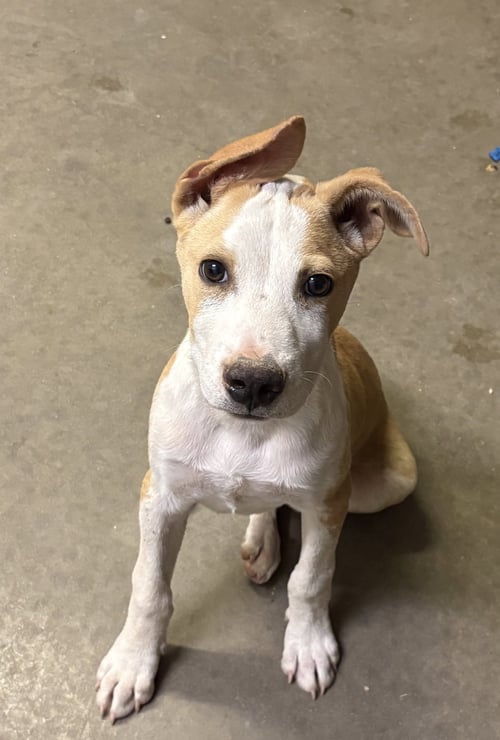 OLLIE - Pit Bull Terrier available for adoption