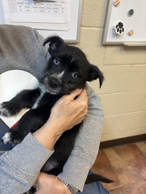 MILES - Terrier available for adoption