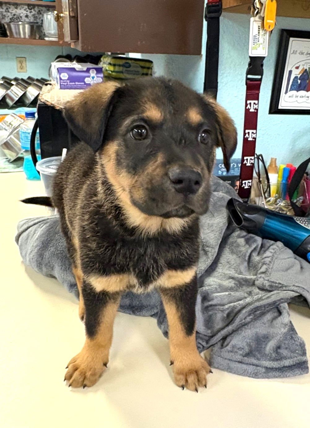 BERNARD - Rottweiler / Anatolian Shepherd available for adoption