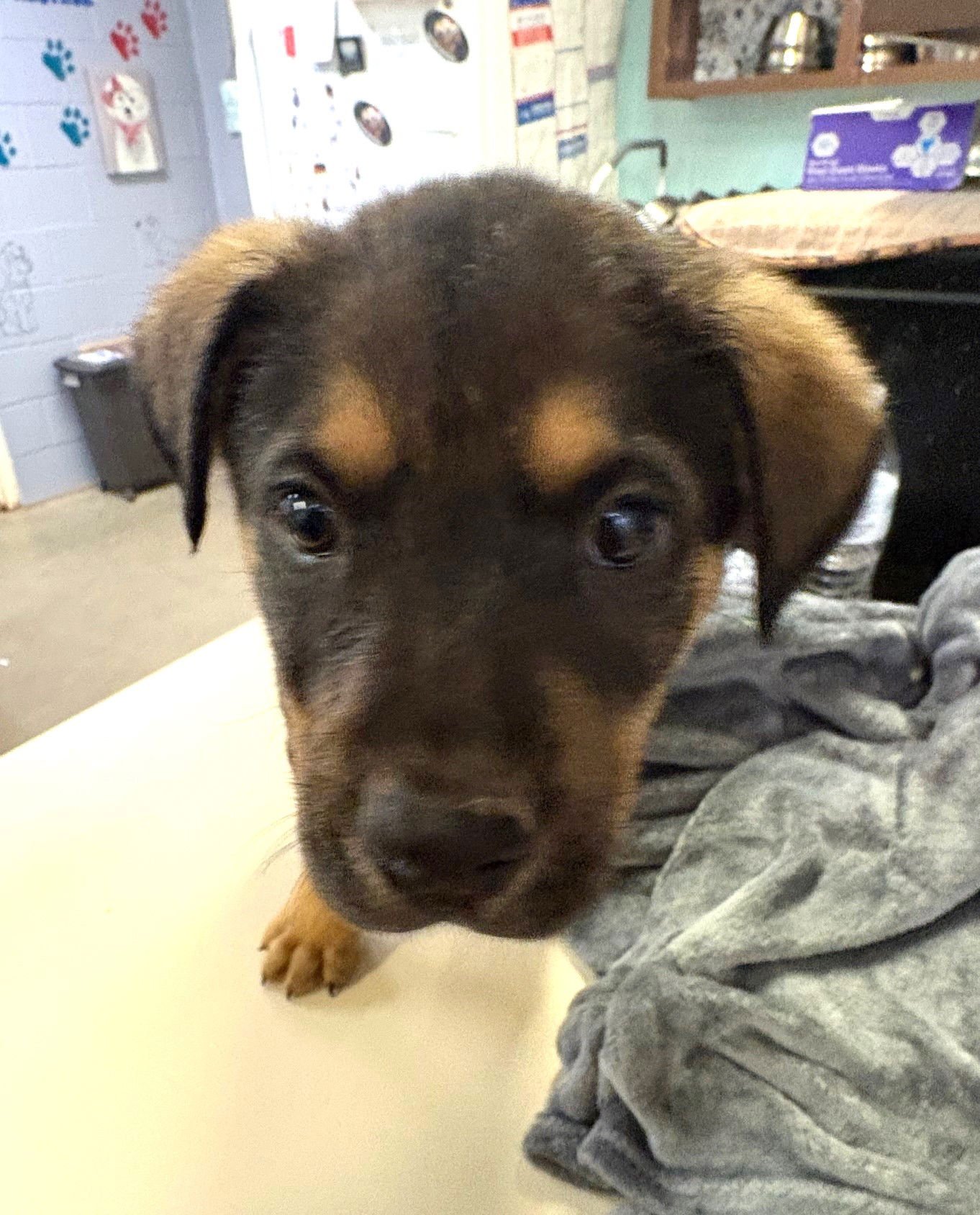 BERNARD - Rottweiler / Anatolian Shepherd available for adoption