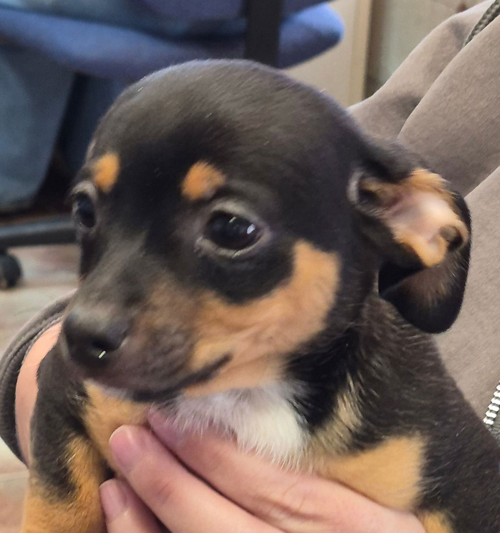 BISHOP - Chihuahua available for adoption