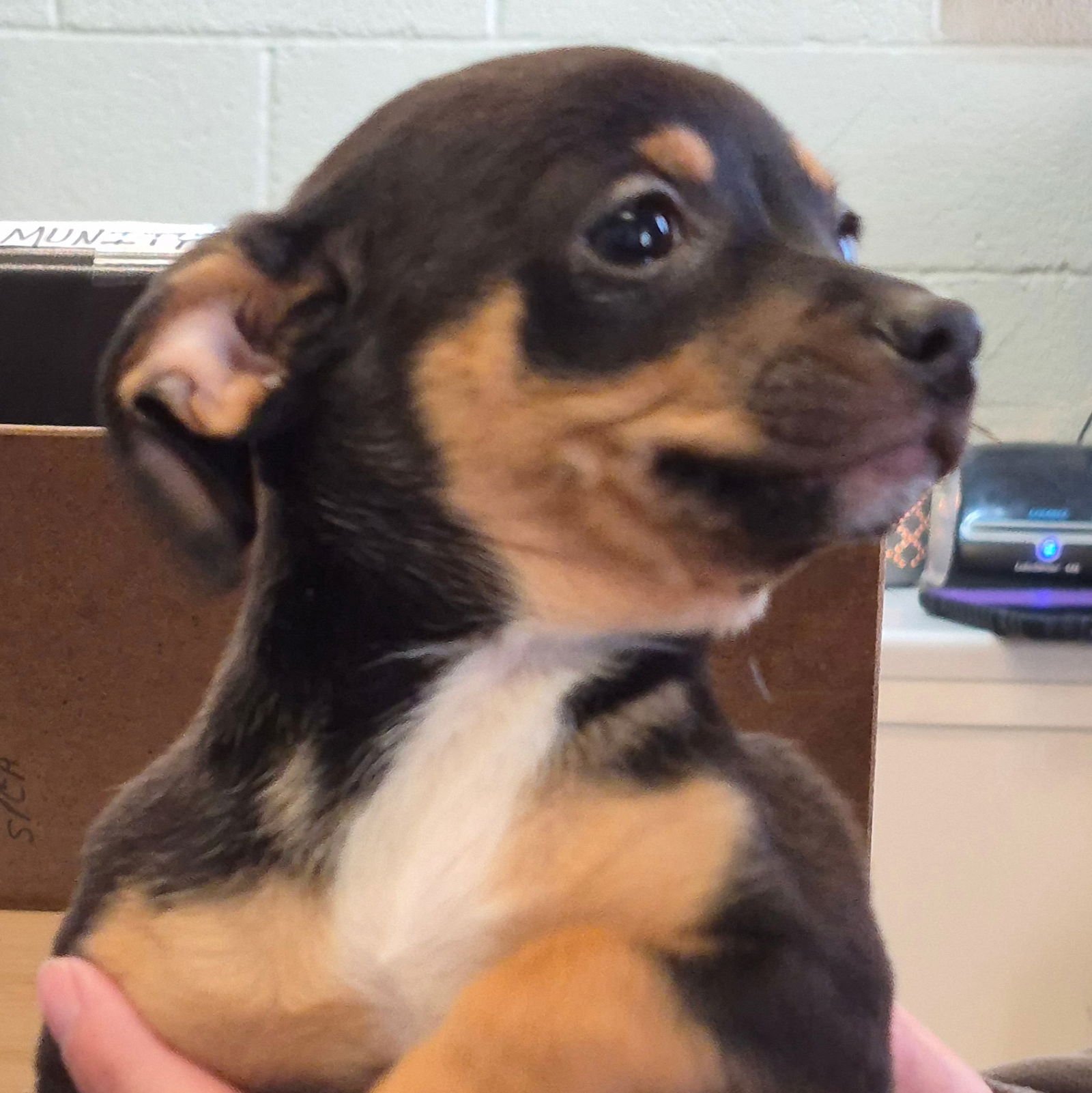 BISHOP - Chihuahua available for adoption