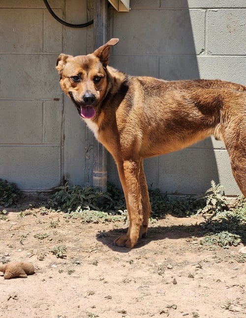 RYLAN - German Shepherd Dog available for adoption