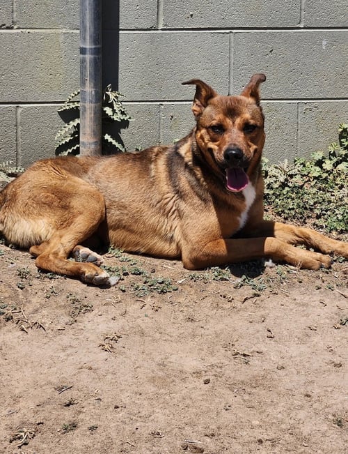 RYLAN - German Shepherd Dog available for adoption