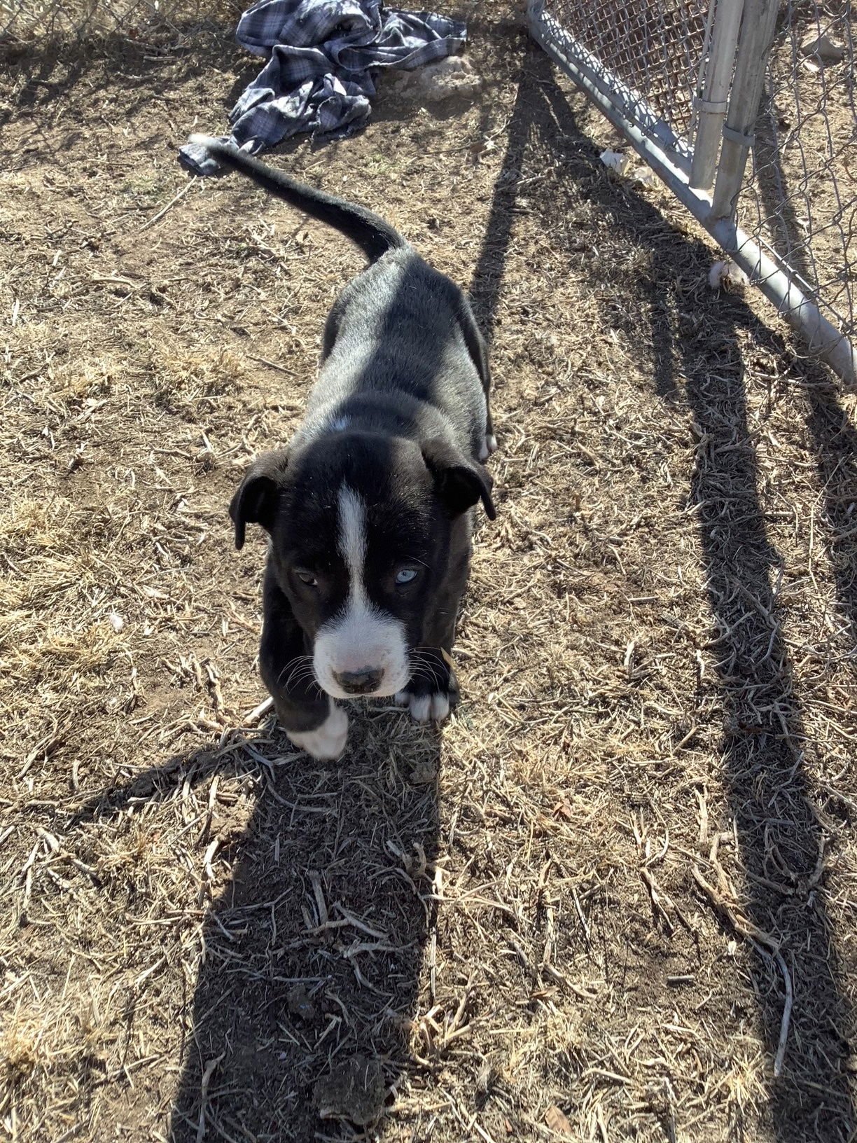 NASH - Siberian Husky / Pit Bull Terrier available for adoption
