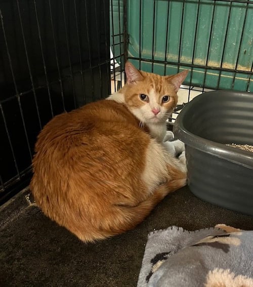 DANNY - Tabby for adoption in Amarillo