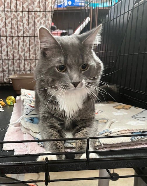 GRAYSON - Domestic Short Hair available for adoption