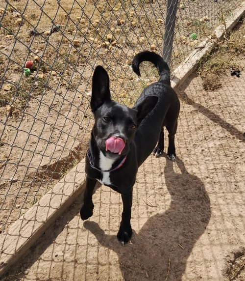 WILLOW - Husky / Shepherd available for adoption