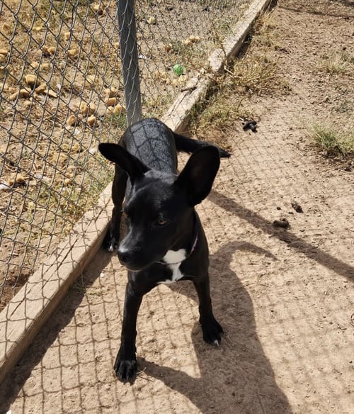 WILLOW - Husky / Shepherd available for adoption