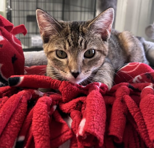 IVY - Tabby for adoption in Amarillo