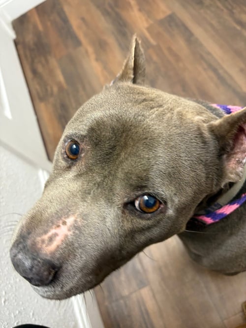 TOBY - Staffordshire Bull Terrier available for adoption