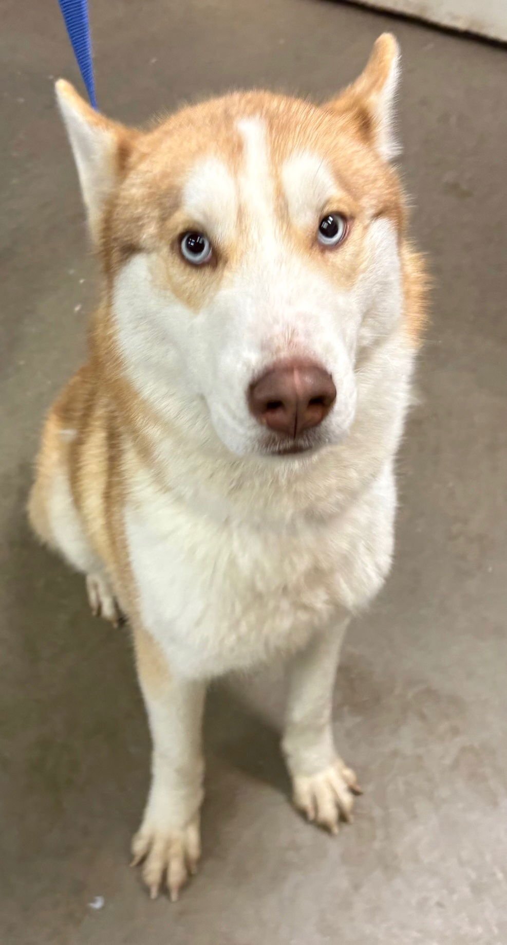 HARLOW - Husky available for adoption