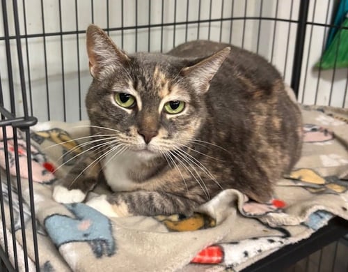 CHLOE - Tortoiseshell available for adoption