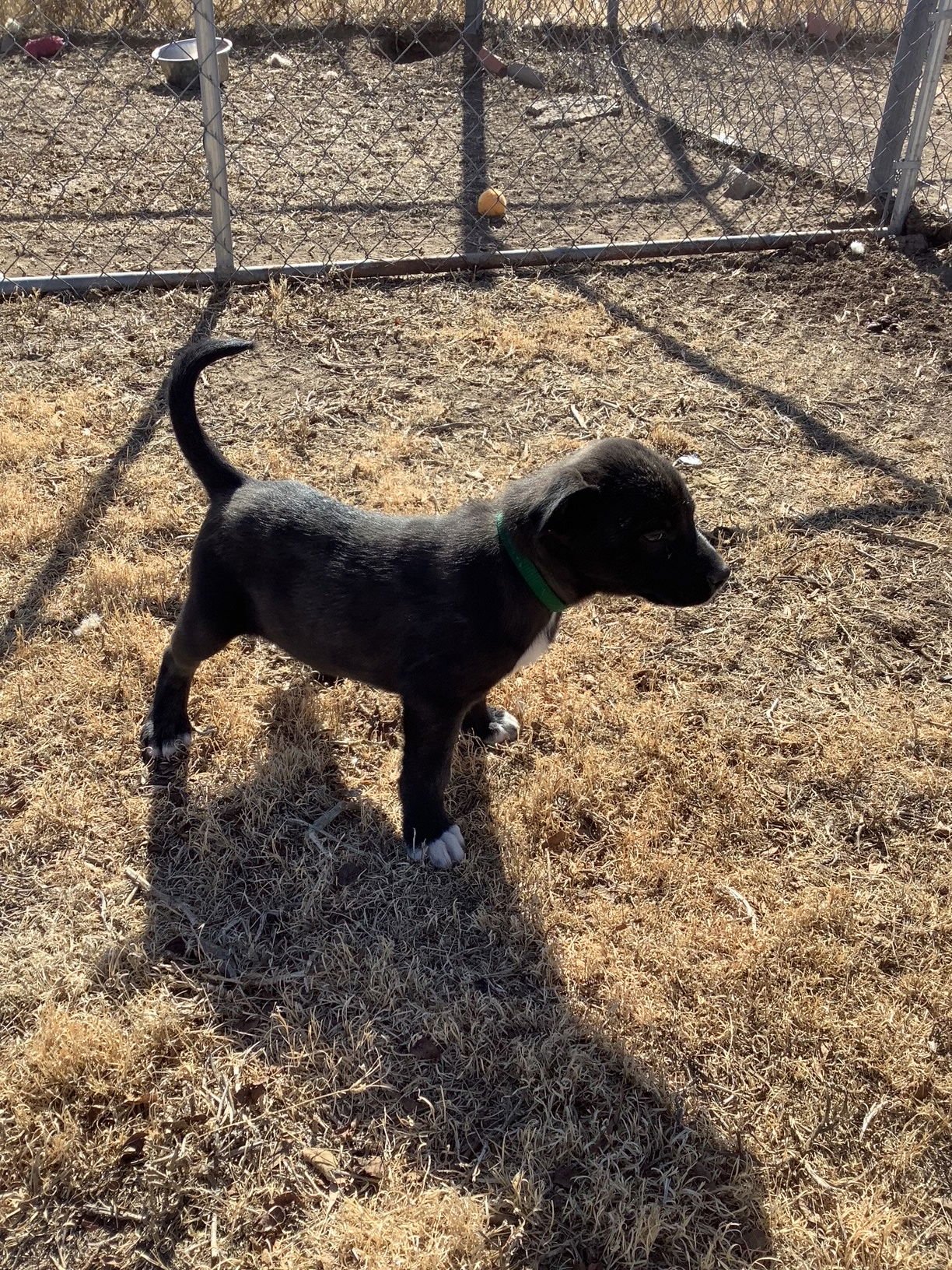 MAVERICK - Siberian Husky / Pit Bull Terrier available for adoption