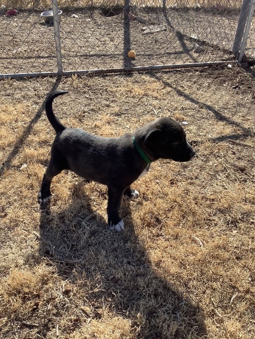 MAVERICK - Siberian Husky / Pit Bull Terrier available for adoption